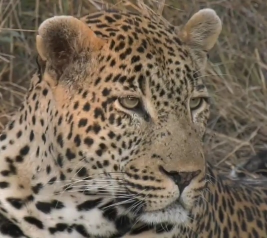 0MrsZero's tweet image. #WildEarth ♥️