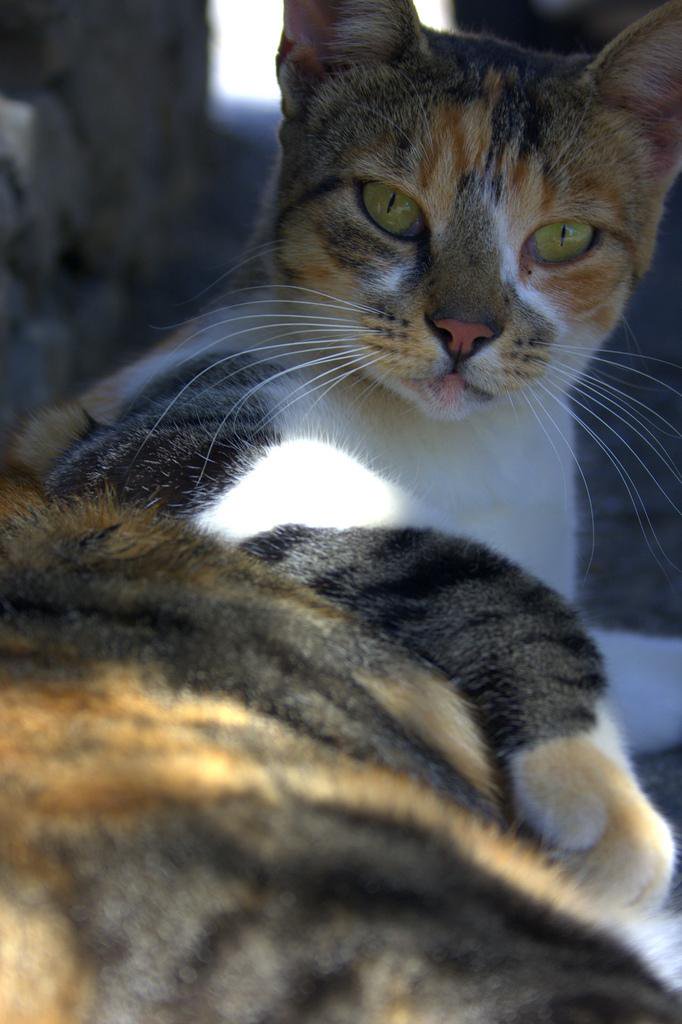 Cats (@hourlycats) on Twitter photo 