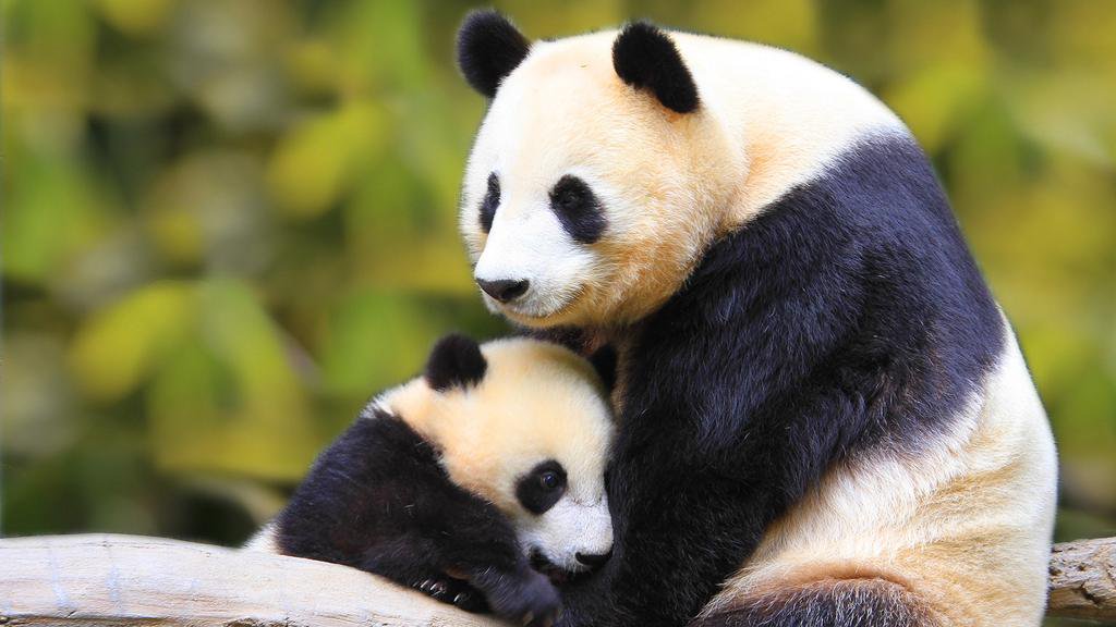 HourlyPanda's tweet photo. https://t.co/NmkjOoIrht