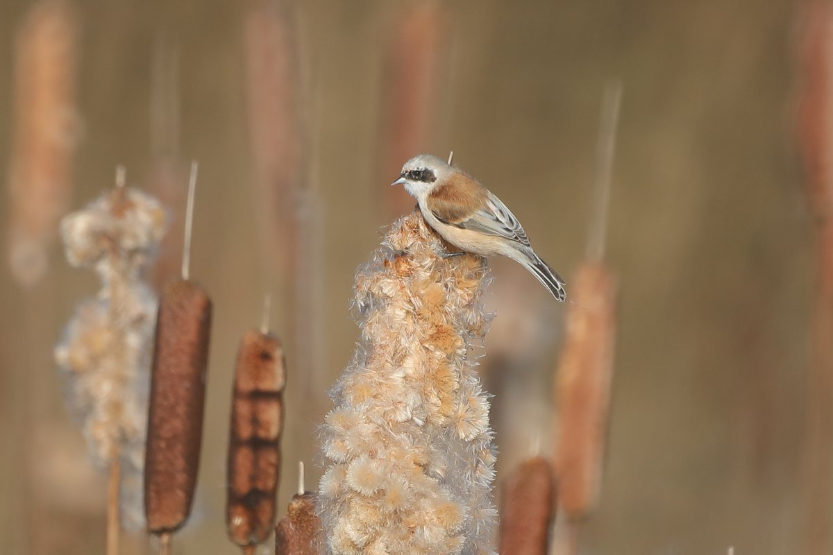 devilbirder's tweet image. One of the four Penduline Tits at West Rise yesterday - two miserable hours with water-filled boots gave way to one unforgettable hour when they turned up in the sunshine and fed right in front of me!
