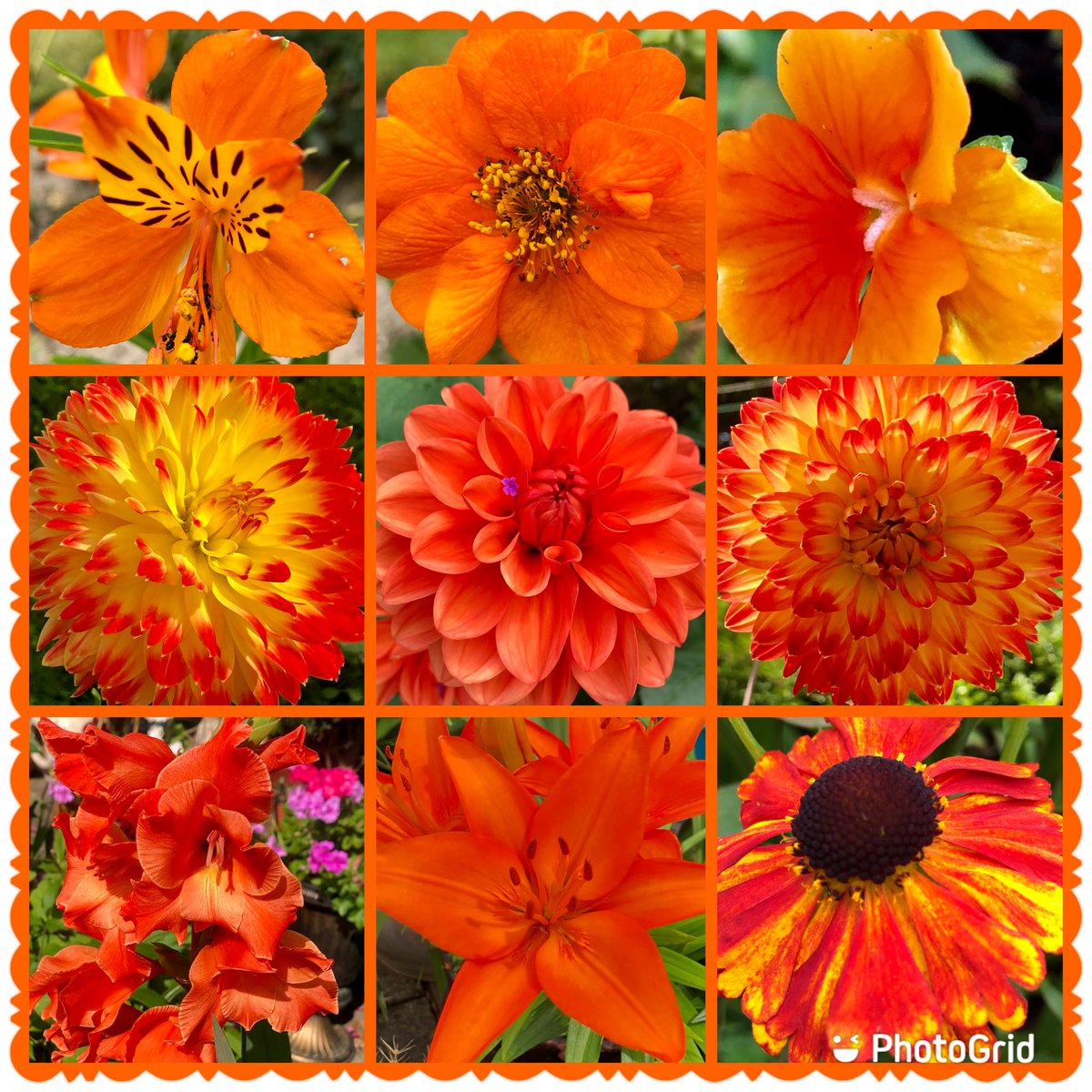 Z is for zesty and zingy orange 🍊 a favourite new colour this year #AlphabettyBlooms #Orange #Flowers #GardeningTwitter #garden #mygarden