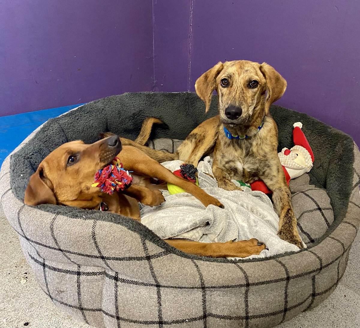Dogs4Rescue's tweet photo. Good morning poppets. Thor and Cody from Cyprus have had a good night’s sleep together and are ready for a brand new day 🐶🐶 https://t.co/lGXNn79uNI
