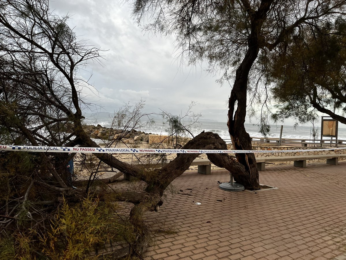 mlliteras's tweet photo. Escocell estret + tronc podrit + capçada massa gran per falta de poda 👷‍♀️+ un poc de vent 🌬️= tamarell esqueixat 🌳 #coloniadesantpere #paisatgeurbà https://t.co/OgVQxev4wI