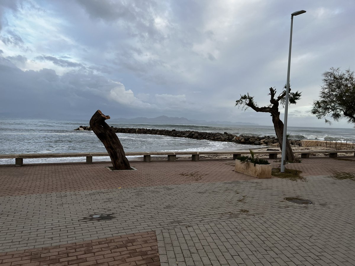 mlliteras's tweet photo. Escocell estret + tronc podrit + capçada massa gran per falta de poda 👷‍♀️+ un poc de vent 🌬️= tamarell esqueixat 🌳 #coloniadesantpere #paisatgeurbà https://t.co/OgVQxev4wI