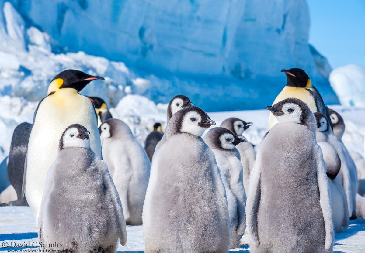 HourlyPinguins (@hourlypinguins) on Twitter photo 