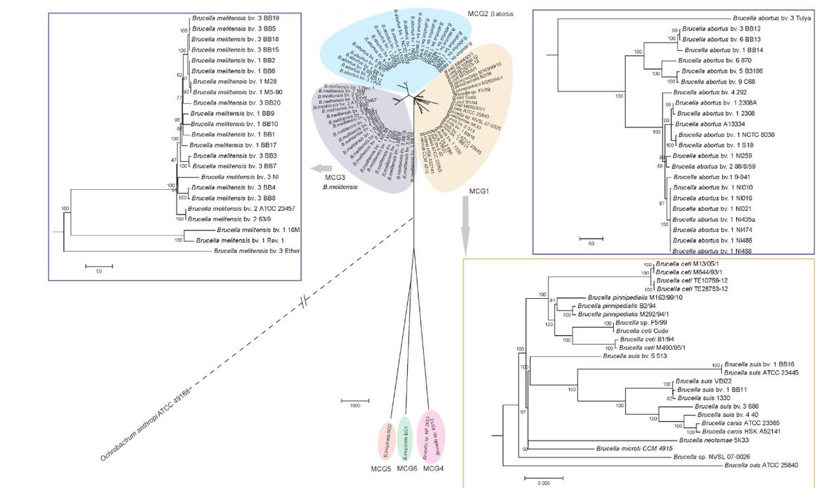 IMD_Journal's tweet photo. Minimum core genome (MCG) typing method is applied, in a research article by Buyun Cui and Na Zhao, to identify and type Brucella strains.
https://t.co/1WglXC7pyt https://t.co/bvrtHbiVMb