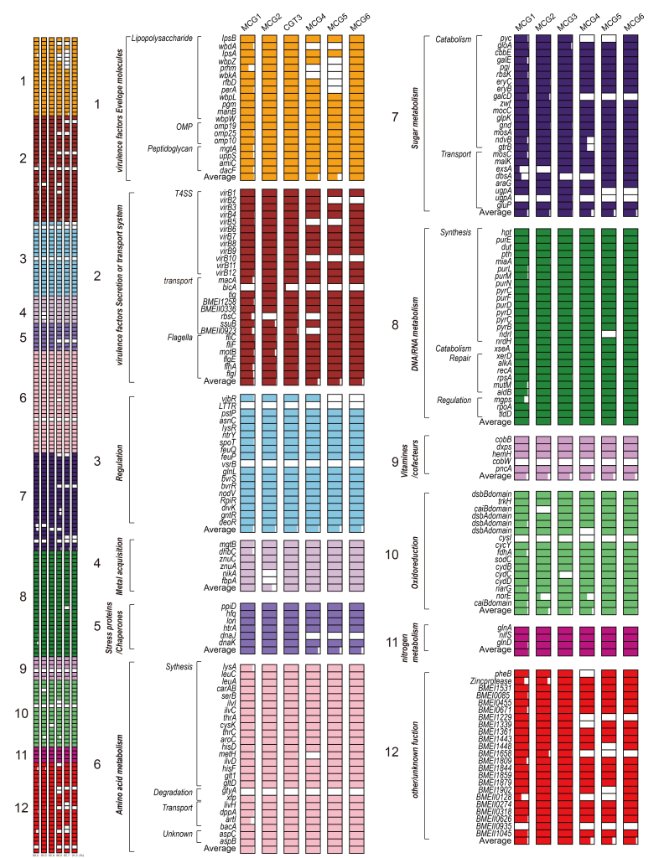 IMD_Journal's tweet photo. With the development and cost reduction of next generation sequencing, the MCG typing method can be used for rapid identification of Brucella, which can contribute to the rapid diagnosis of brucellosis and ensure timely and effective treatment.
https://t.co/1WglXC7pyt https://t.co/KVOvscZvFM