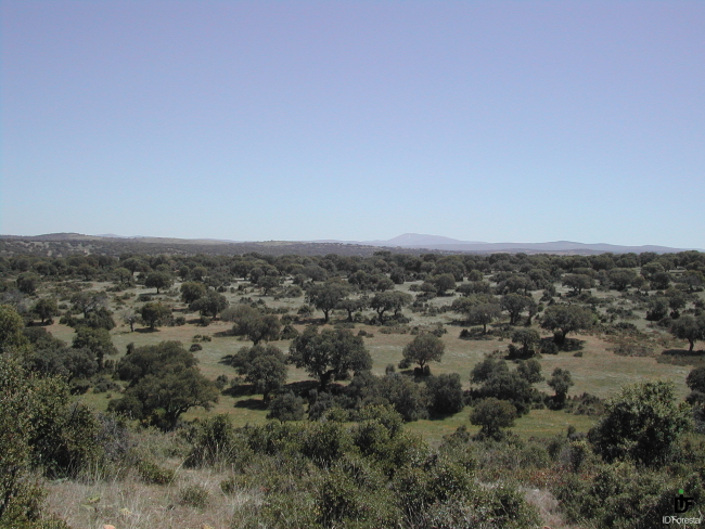 idForestal's tweet photo. #CyL supera el millón de hectáreas #ordenadas. El domingo, la Junta de CyL emitió un comunicado analizando la superficie de la región que cuenta con un documento de planificación con la posibilidad de consultar y descargar todos estos montes... https://t.co/1g7KHuhunX https://t.co/7erIihWy4B