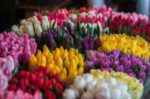 FrostysFlowers's tweet photo. Our freshly picked spring collection now in, for bouquets and everything in-between🌻 https://t.co/rFISjtNN7C