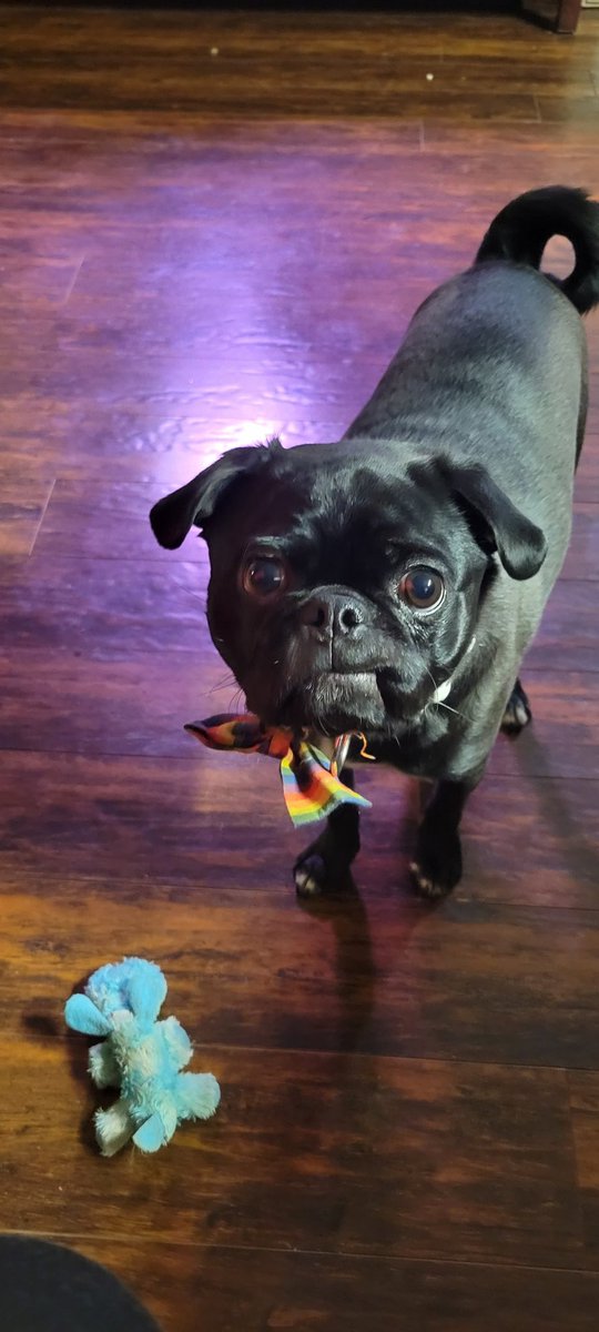 #dogsoftwitter #pugsoftwitter 
Momma, I brought you a toy, can we play?