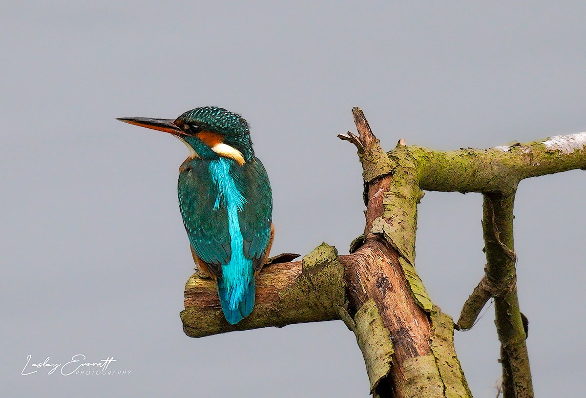 Had a lovely visit to @tophilllow last Sunday & went to North Marsh hide for the first time & look who flew in! #femalekingfisher #kingfisher #nature @YorksWildlife @Natures_Voice