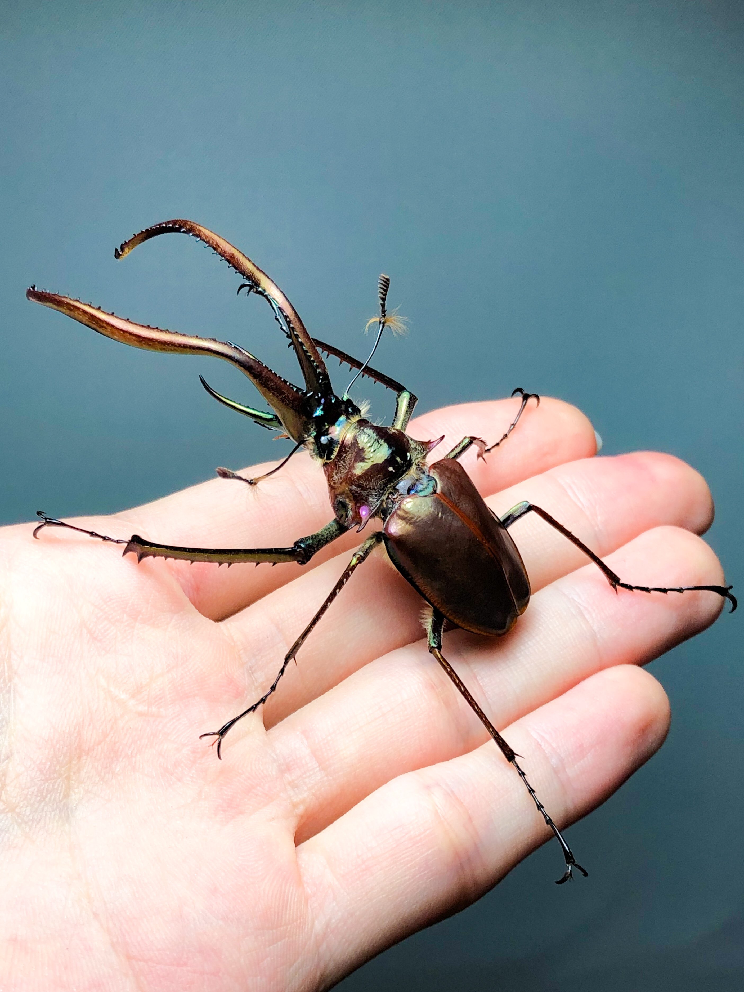 チリクワガタ 標本 チリクワガタ 標本