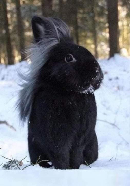 Sham_Rock71's tweet image. Et la coupe mulet chez le lapin, on en parle ?