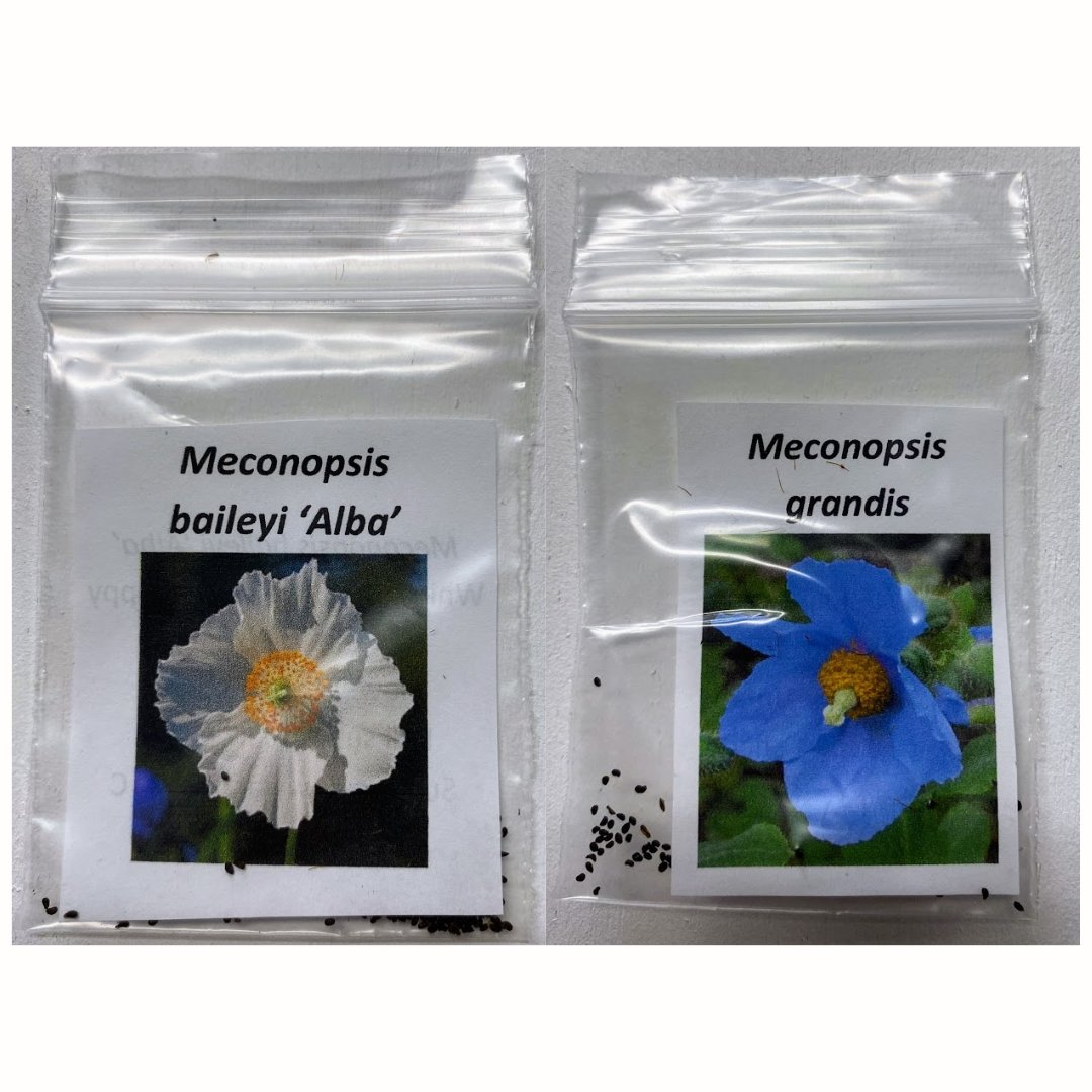 ✨ Feature Product✨
Our blue poppies are perhaps our most sought-after plant. Carefully harvested and packaged by horticulturist Todd Boland, these seeds are available for purchase now. Just $5 per packet! 
#LiveTheGardenLife #shoplocal