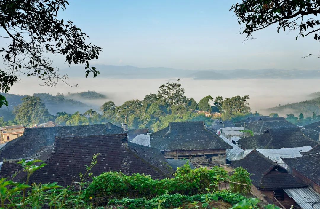 AmazingPuer's tweet photo. Villagers mainly #Dai and #Bulang people, live by these ancient tea trees in the #Jingmai mountain of SW #Yunnan's #Puer. It is said that their ancestors were led by a golden red deer to this heavenly garden, and taught future generations to cherish these #tea trees as their eyes https://t.co/x68igXf0bK