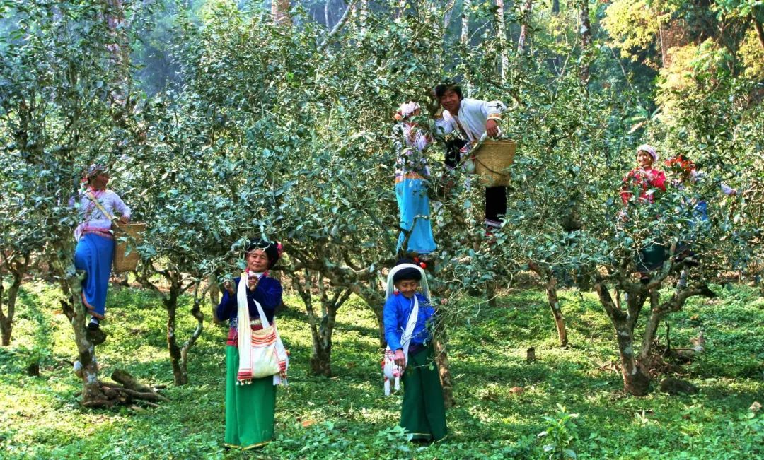 AmazingPuer's tweet photo. Villagers mainly #Dai and #Bulang people, live by these ancient tea trees in the #Jingmai mountain of SW #Yunnan's #Puer. It is said that their ancestors were led by a golden red deer to this heavenly garden, and taught future generations to cherish these #tea trees as their eyes https://t.co/x68igXf0bK