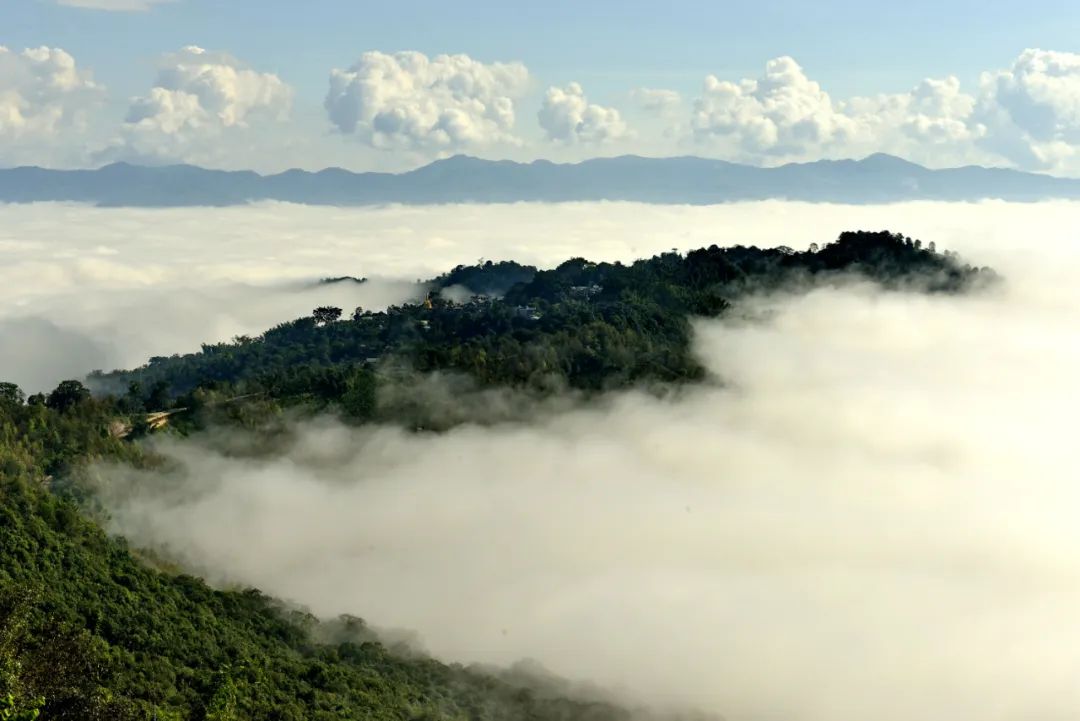 AmazingPuer's tweet photo. Villagers mainly #Dai and #Bulang people, live by these ancient tea trees in the #Jingmai mountain of SW #Yunnan's #Puer. It is said that their ancestors were led by a golden red deer to this heavenly garden, and taught future generations to cherish these #tea trees as their eyes https://t.co/x68igXf0bK