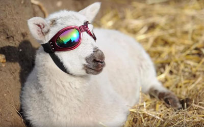 LambBrewpub's tweet photo. E se a gente abrir o Lamb mais cedo na sexta pra torcer pelo Brasil??? 🇧🇷🍻🐏 https://t.co/MqcjiWYO0d