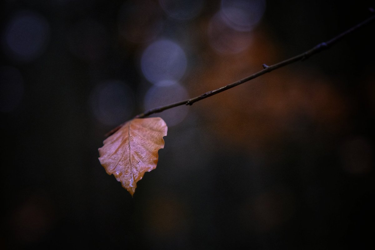 WillemSchottert's tweet photo. Me trying to hang on 🍂
.
.
.
 
.
#naturephotography #Browns    #brownstwitter #leafes #leaf #autumnvibes #autumn #darksouls #Dark #darkacademia #almostblackandwhite #deepforest #deepmeaning #deepmeaning #tuesdayvibe #whatisee #mybackyard #forestwalk #forest #forestphotography https://t.co/cRCLL1P4ip
