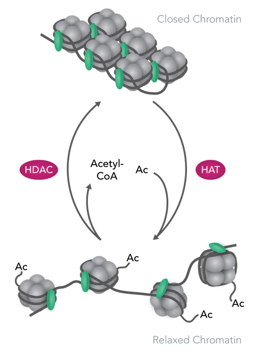 Epigenetics

A overview of epigenetics.