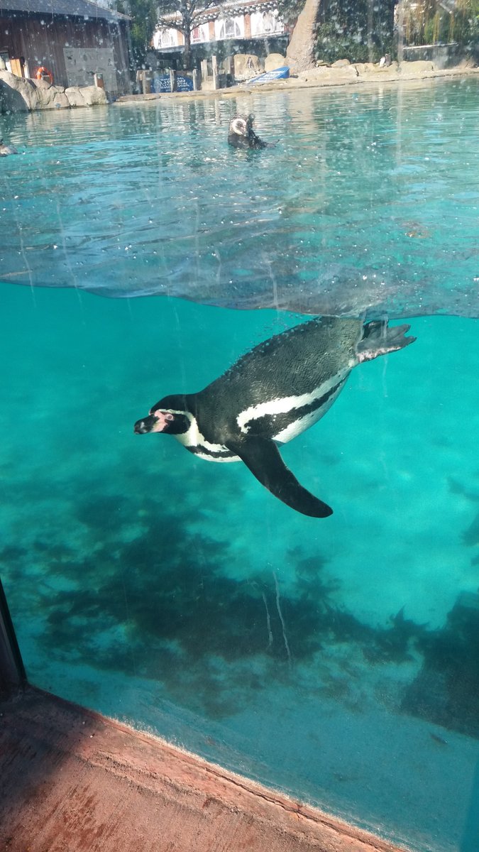 HourlyPinguins (@hourlypinguins) on Twitter photo 