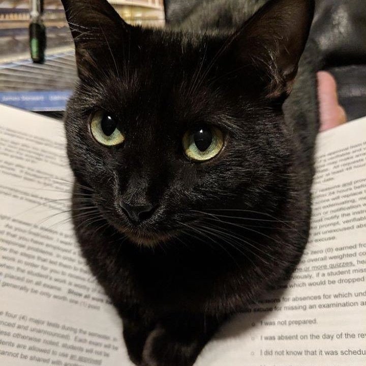 fvscrdan's tweet photo. kitty | wenclair au

wandinha tinha uma paixão enorme por gatos. o fato desse amor levou-a adotar um gato preto, dando lhe o nome de lucius. o único problema é que lucius não tinha só a wandinha de dona, e ela percebeu isso quando seu gato chegou com uma coleira rosa em casa. https://t.co/orD4IiM7US