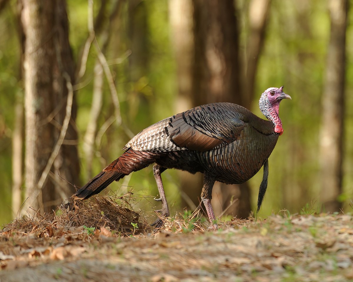 wildturkeydoc's tweet image. Turkeys use their legs and feet to do more than walk, those are tools to obtain food when it becomes scarce. Scratching and even digging are common as fall becomes winter, helping them recover food items that other critters can’t. ⁦@DrShortSpur⁩ ⁦@NWTF_official⁩