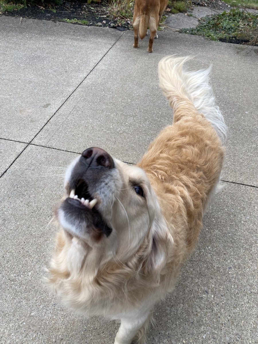 WalterTheGolden's tweet photo. …shenanigans loading…
#dogsoftwitter #shenanigans https://t.co/bkIEY8hVf1