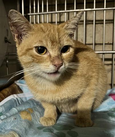 Hey there! My name is Harlow and I am described as a spayed female, orange t… petharbor.com/pet.asp?uaid=L…
