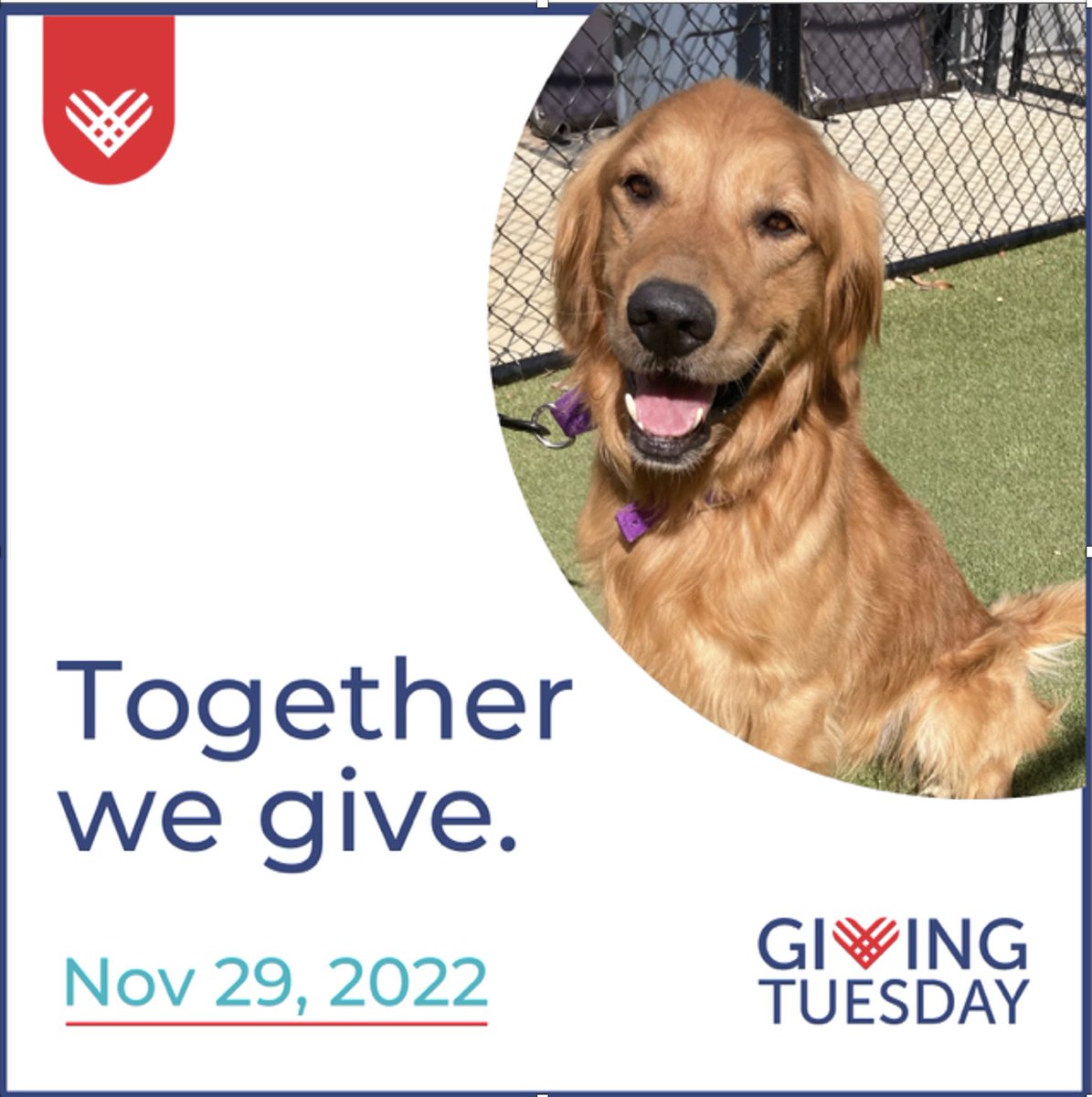 Giving Tuesday is a global generosity movement that unleashes the power of people &amp; organizations to transform their communities and their world. GRRAND is hoping that you will donate as well.  Our goal this year is to raise $7000 to help dogs like Dublin. cstu.io/1e628e
