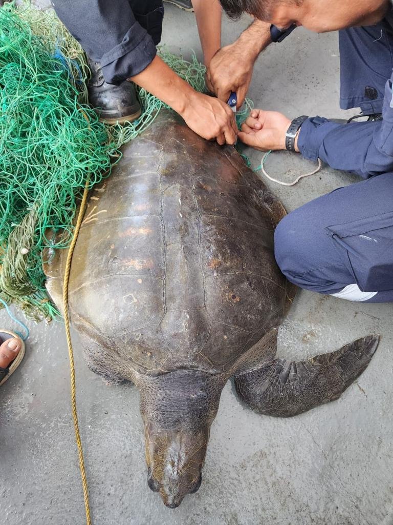 ANI on Twitter "Indian Coast Guard Ship Samudra Paheredar rescued an