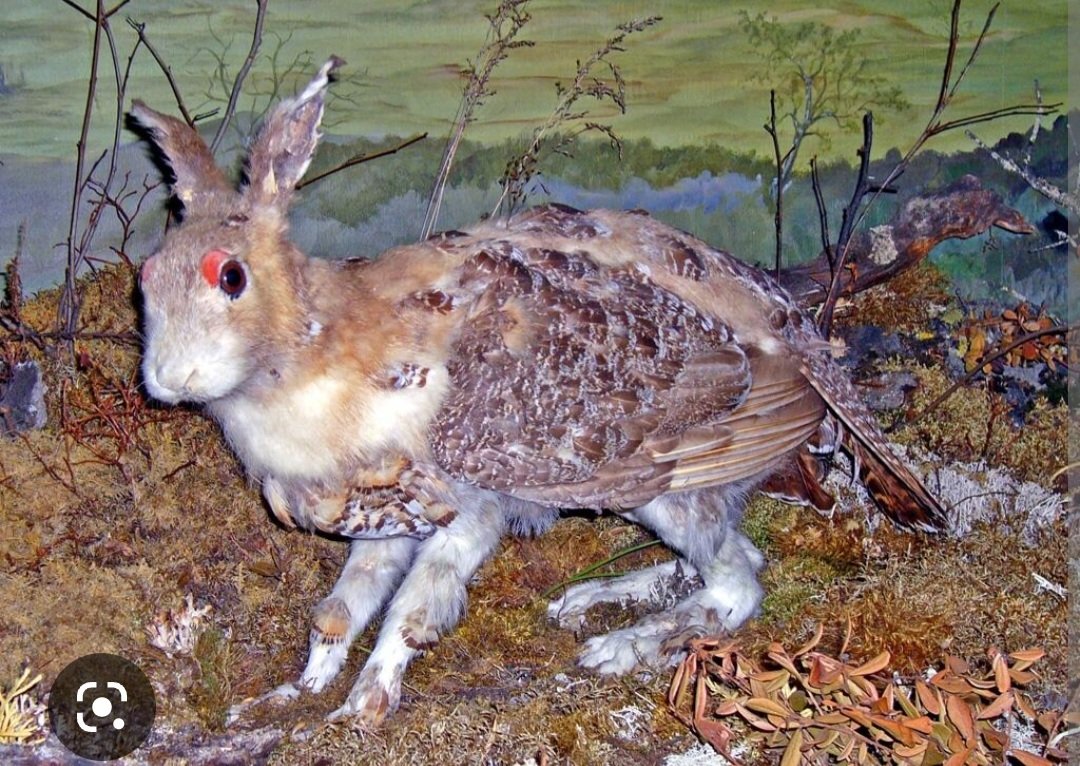 ThomasSmaberg's tweet image. Ah yes, and closely related to the Swedish #Skvader. Being able to fly and suck blood, it's highly dangerous and hunted continuously. It's establishing itself in our towns too.