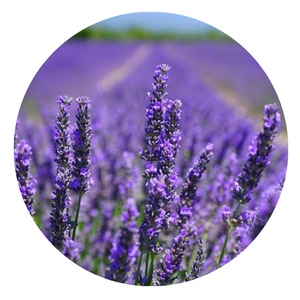AiGardener's tweet photo. How To Grow Organic Lavender
#chappygardener #clicktogrow #Farming #garden #gardening #grow #growing #Lavender #organic
https://t.co/4IoL4uKmqI https://t.co/QYvAXBGB2d
