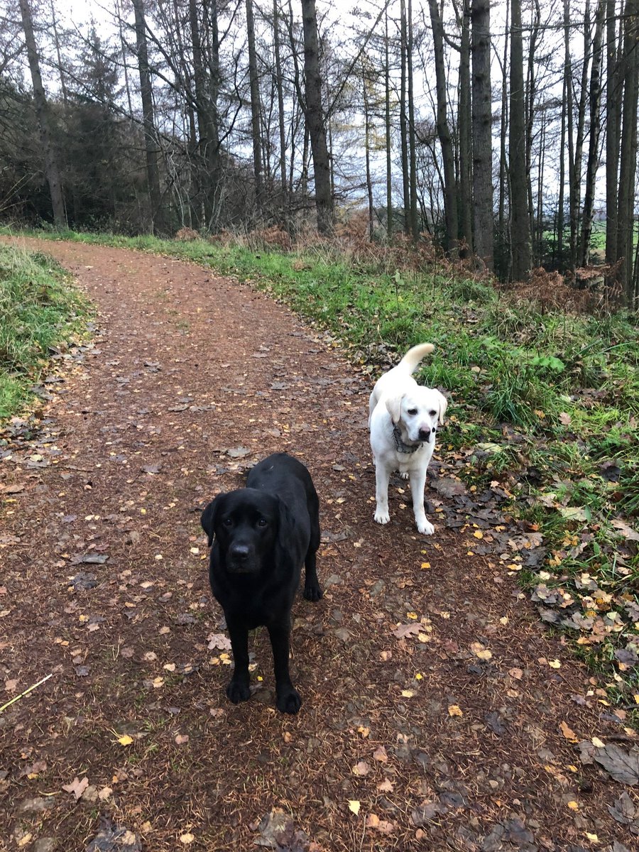Wrapping up our November rambling adventures for #ChildreninNeed. 
Thanks to the team for their efforts up hill and down dale and on the bake sale as well. £161 raised, appreciative of those who backed us and Pudsey. 👏👏👏