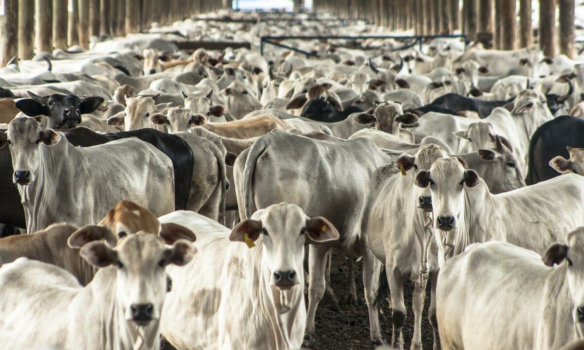 NovaTrade_'s tweet photo. 🇧🇷 #Brazil's #beef exports totaled 189,000 tons shipment weight in October, 7% less than the record set in August. Its average price, at USD 5,850/t, is only down $150 from the previous month. Shipments to #China were 128,000 tons.

#novatrade #beeftochina #brazilbeef #brazil https://t.co/2viFXDm8w1
