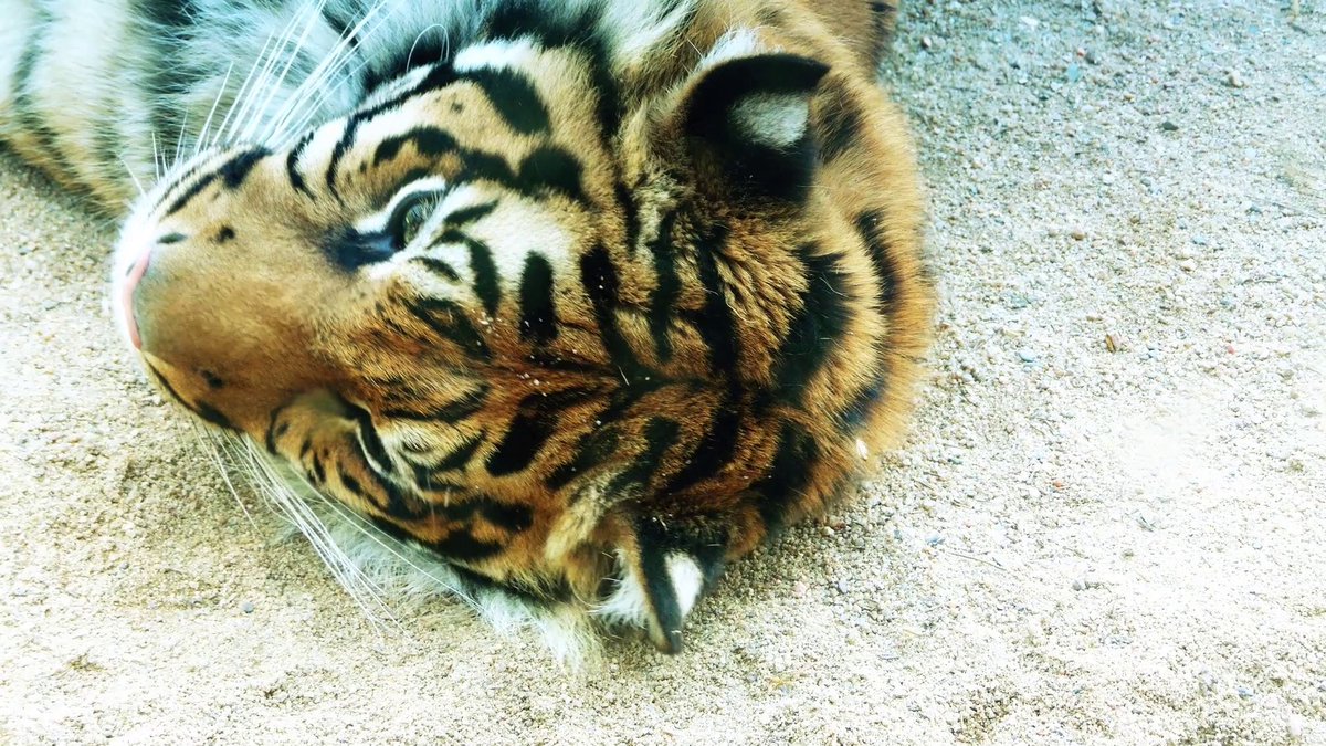 hourlyTiger (@hourlytiger) on Twitter photo 