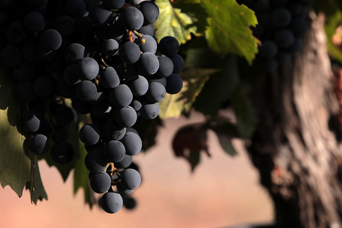 🇦🇷 The Marañón family has been linked to Argentine viticulture for three generations. Amadeo Marañón, an ingenious entrepreneur, founded the company in 1951, before eventually passing the torch to his only daughter, Mónica Marañón, and son-in-law, Eduardo José Minetto.🍇