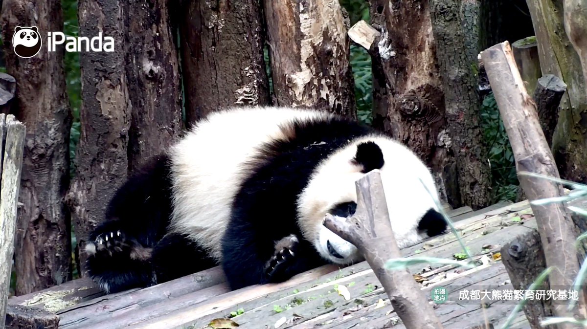 Jin_J__'s tweet photo. 全世界最最可愛的小熊(∩ᵒ̴̶̷̤⌔ᵒ̴̶̷̤∩)
(29/11/2022)
#PandaHehua #pandahehua https://t.co/sUVxqROxO1