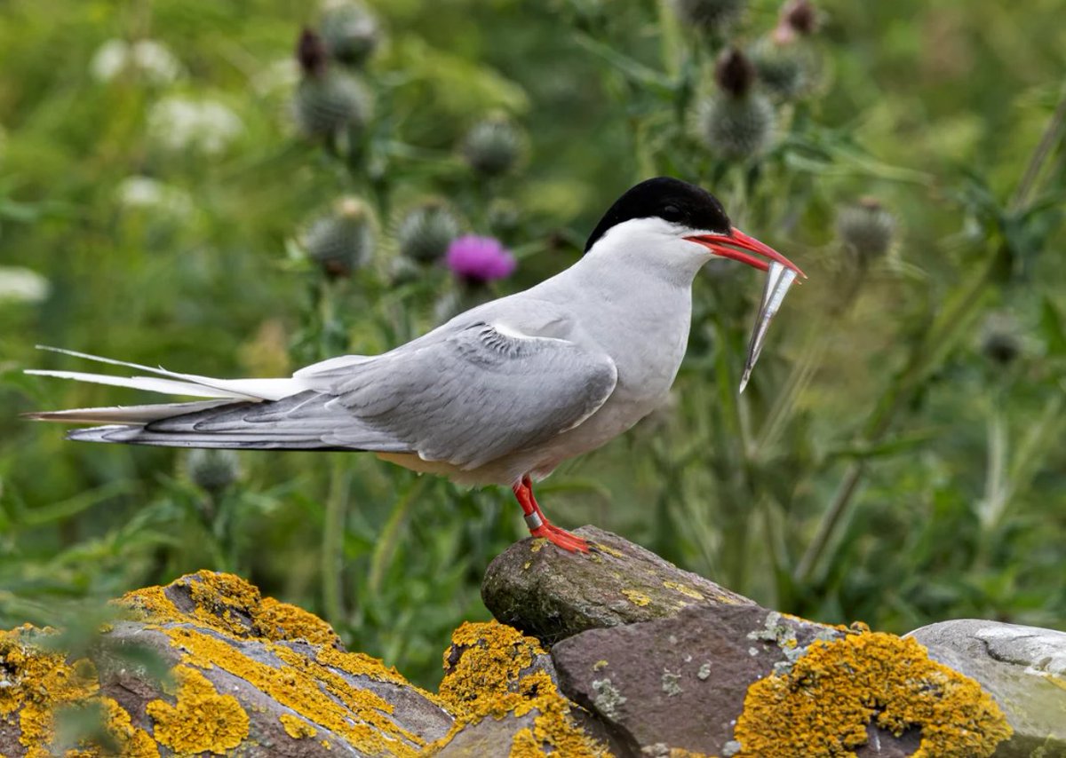 Did you know that Artic Terns migrate between the most Northern and Southern hemispheres of the Earth? Some Artic Terns fly almost 100 000km in a year. Artic Tern, photographed by Gargi Biswas in Farne Islands, UK.