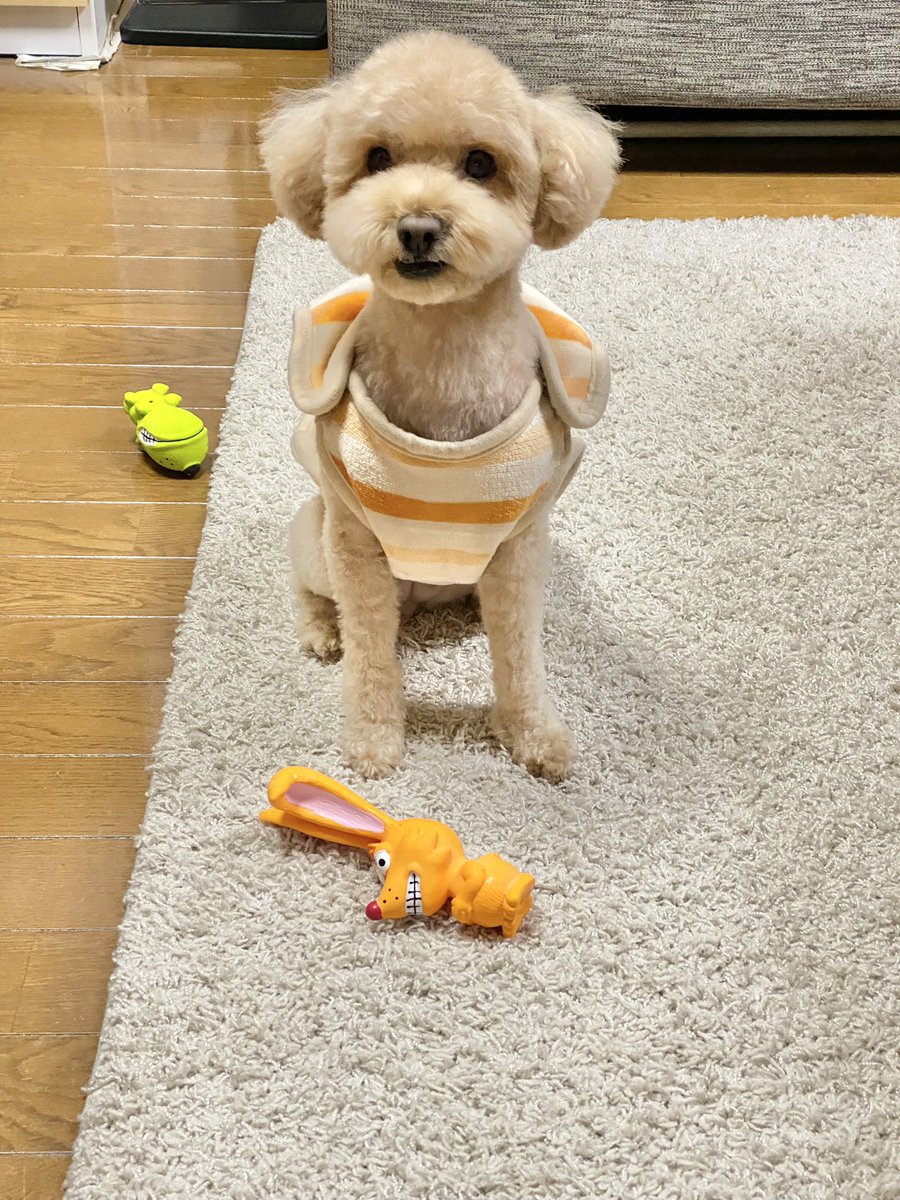 T32MS7000's tweet photo. #愛犬
#犬
＃トイプードル 
＃プードル
#かわいいトイプードル
#puppy
#犬の居る暮らし
トリミング終わって
おもちゃ買ってもらったよ。 https://t.co/I9KD4QKczN