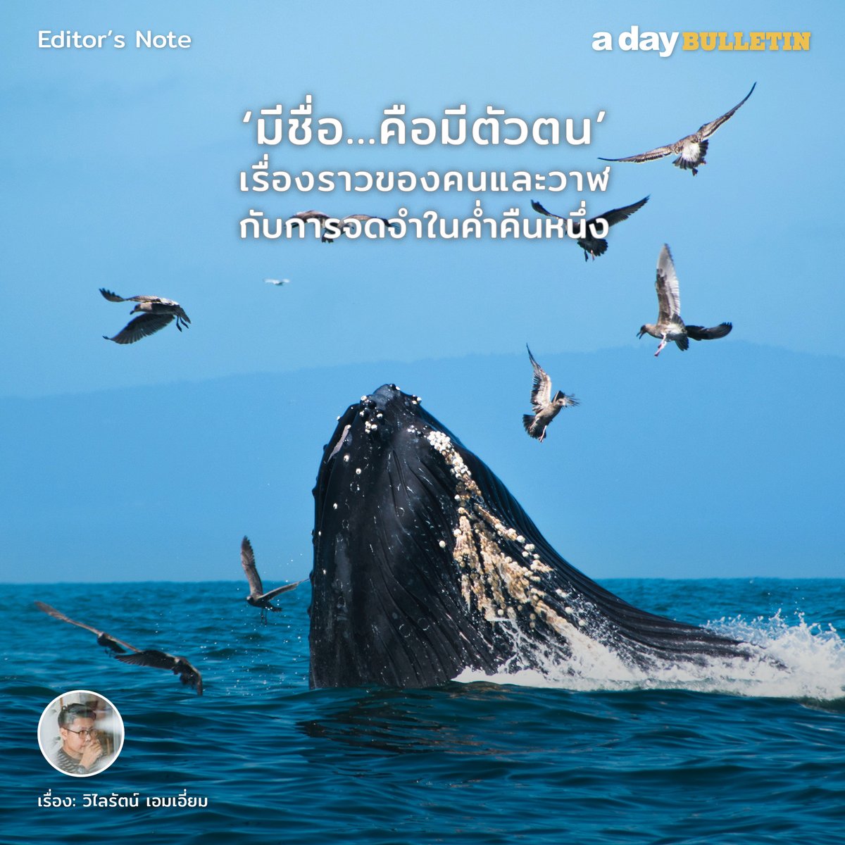 ในโลกที่มีมนุษย์กว่า 7 พันกว่าล้านคน แต่มนุษย์รู้จักคนอื่น สิ่งอื่น น้อยจนน่าใจหาย ในขณะที่สิ่งมีชีวิตอื่น สปีชีส์อื่น ที่รู้เหตุผลแน่ชัดในการอยู่ กลับอยู่บนโลกนี้ได้แสนยากเย็น
.
ติดตามอ่านบทบรรณาธิการที่พูดถึงการมีอยู่และตัวตนของคนและวาฬ ได้ที่ adaybulletin.com/talk-editorsno…