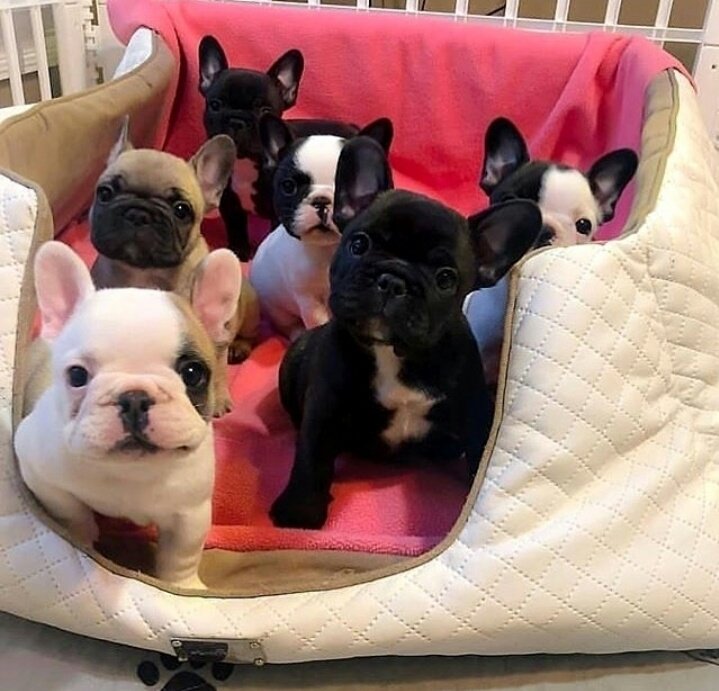 French Bulldog Lovers tweet media