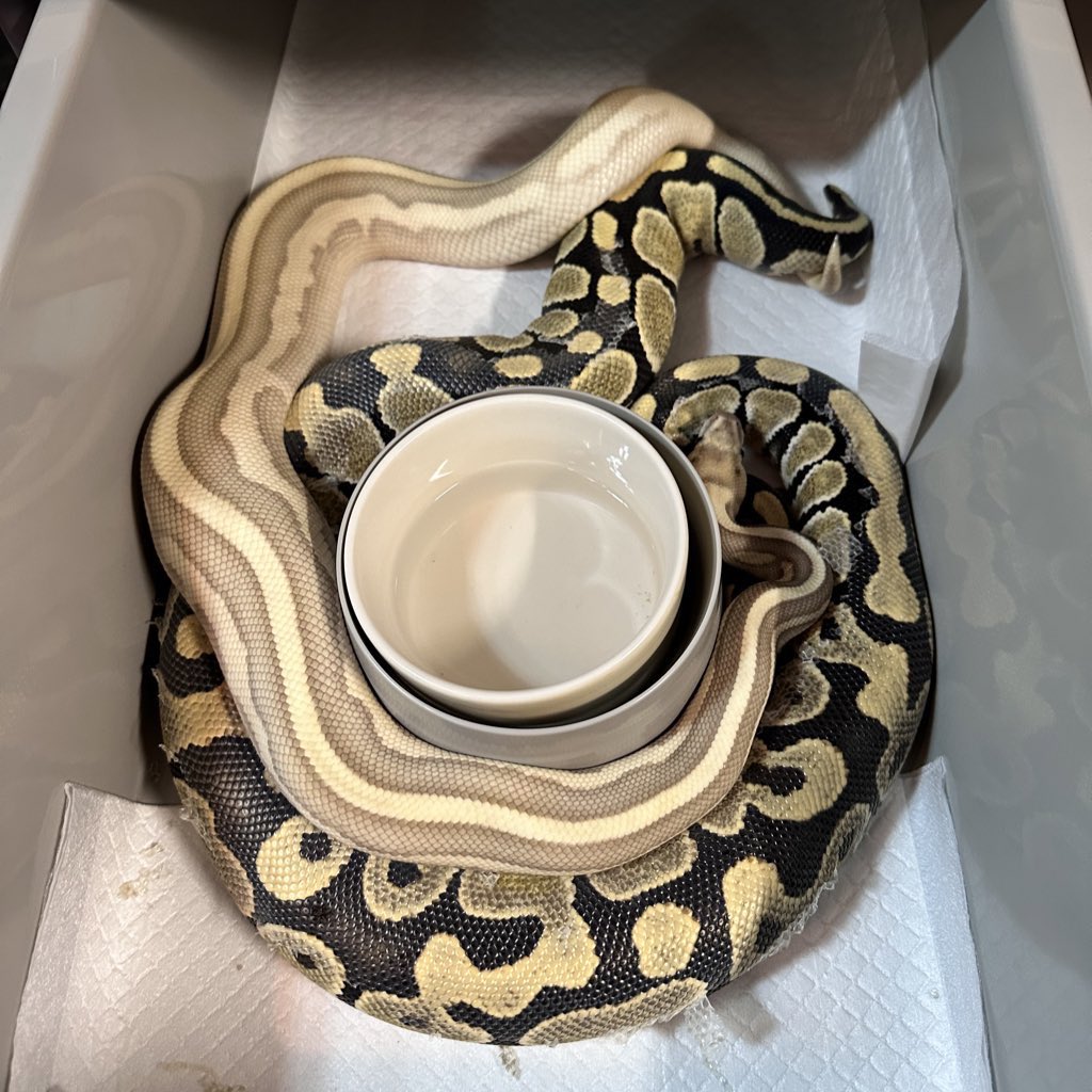 lilballs0905's tweet photo. GOOD LOCK🔒👏

#ボールパイソン
#ballpython https://t.co/IfGDJwTUAj