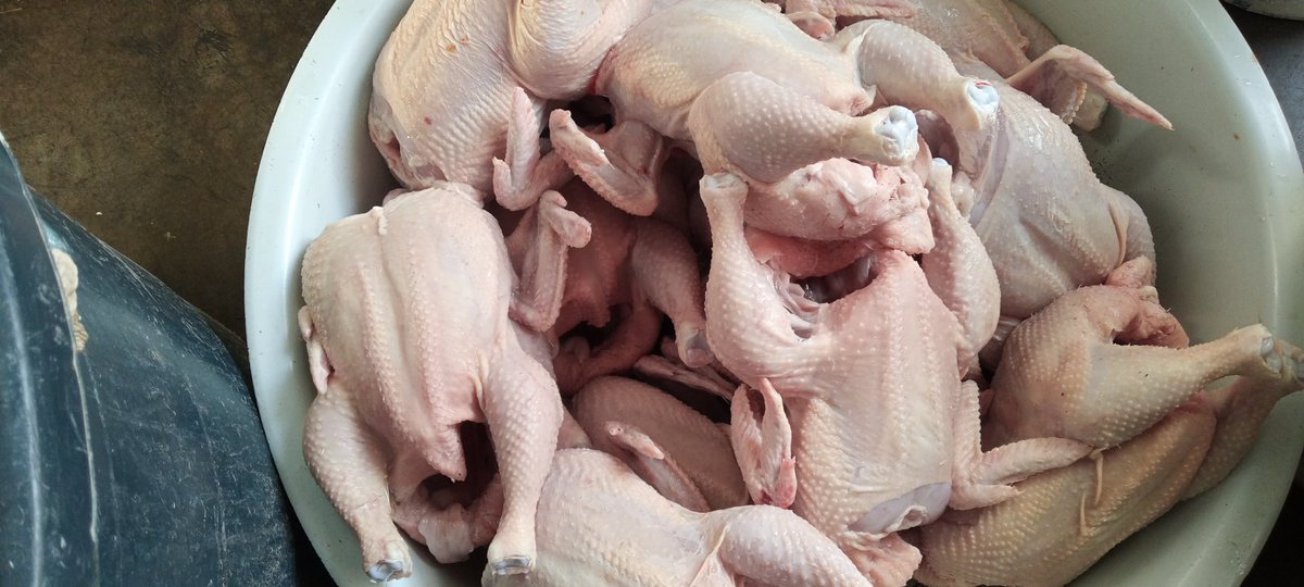 GAgrifarming's tweet photo. High #Levels @GAgrifarming . Dressed broiler chickens only $5.00 with average weight 1.6/1.7kgs. 100% natural taste!

Order now: 0774848984
Free delivery Harare CBD for any quantities. https://t.co/RAYV8G7L3o