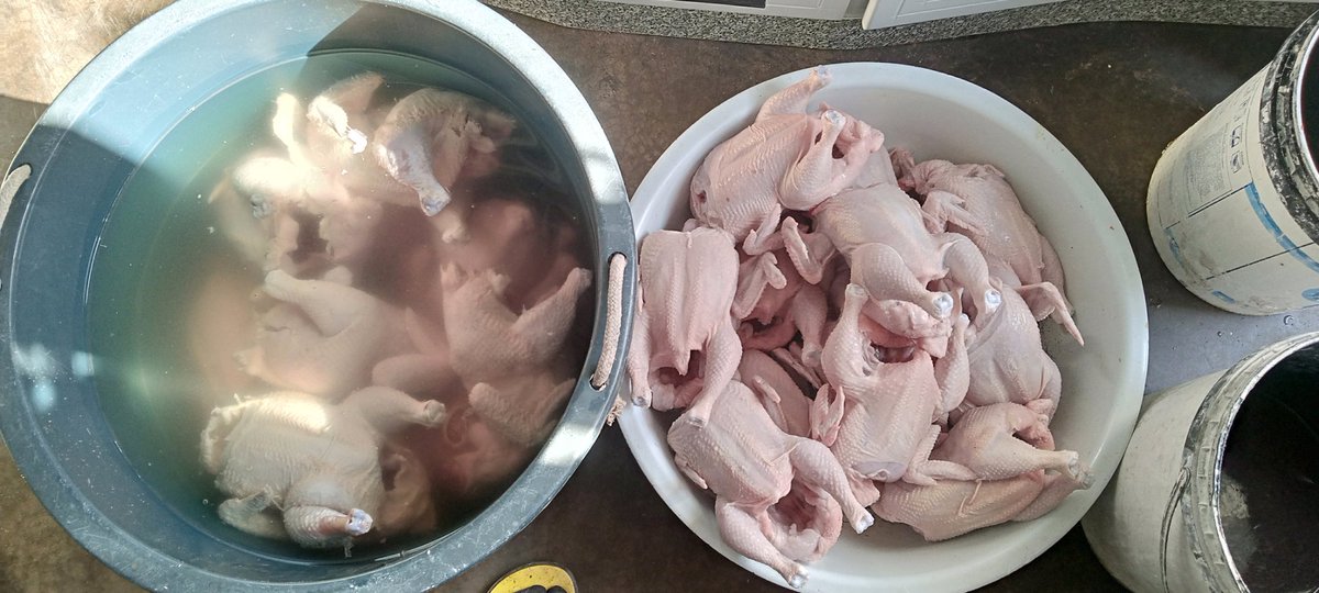 GAgrifarming's tweet photo. High #Levels @GAgrifarming . Dressed broiler chickens only $5.00 with average weight 1.6/1.7kgs. 100% natural taste!

Order now: 0774848984
Free delivery Harare CBD for any quantities. https://t.co/RAYV8G7L3o