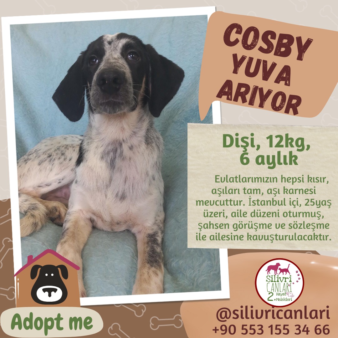 #SOKAKHAYVANLARISAHİPSİZDEĞİL
Konya Barınağından kurtarılmış köpekler yuva arıyor..