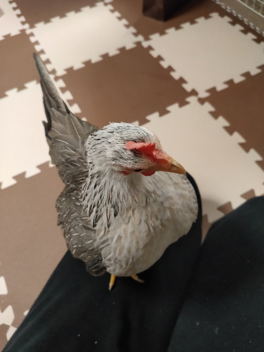 hoshi_363's tweet image. ペピちゃんの谷間🤗

#チャボのペピピ