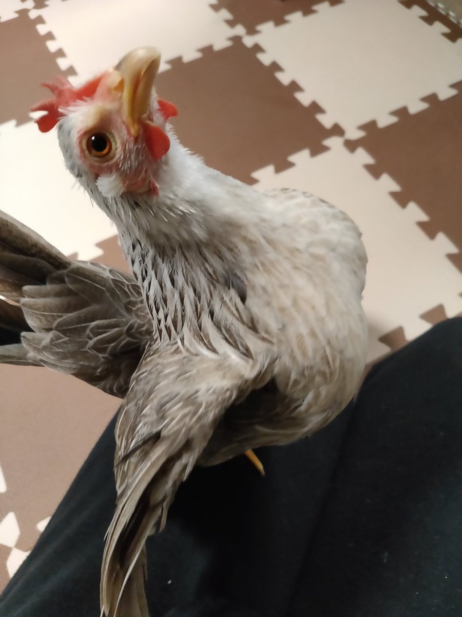 hoshi_363's tweet image. ペピちゃんの谷間🤗

#チャボのペピピ