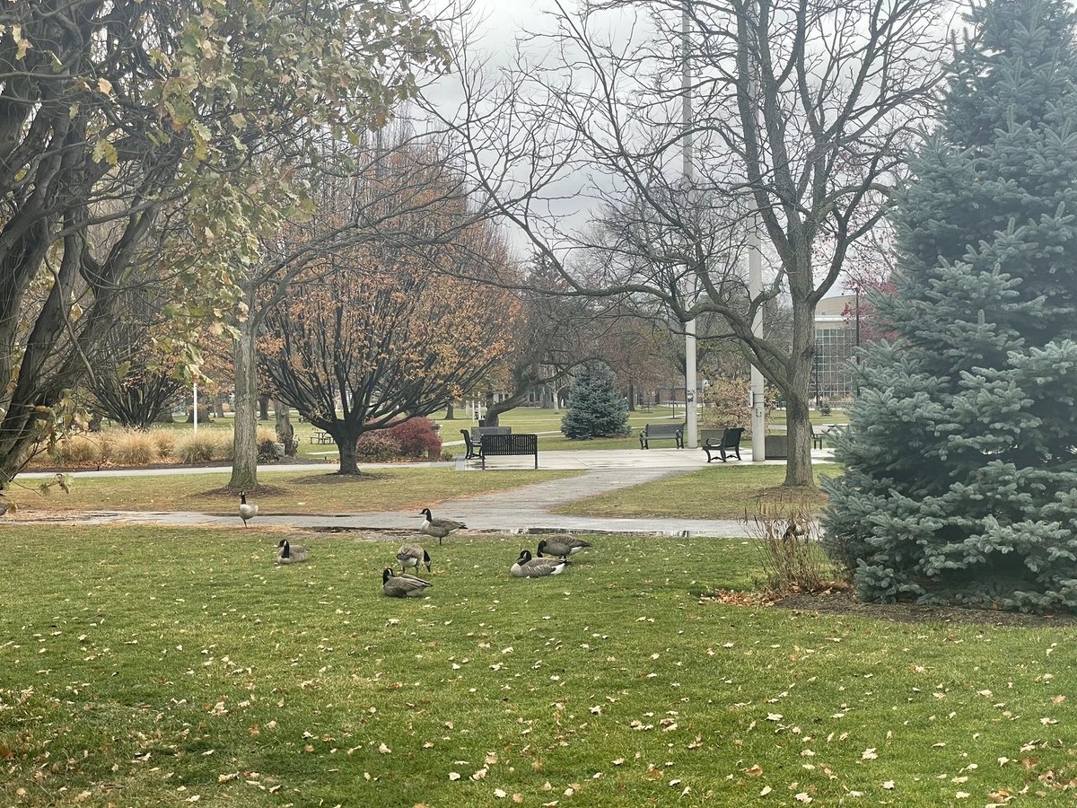 Jaaaaay_eth's tweet photo. Today’s Canada Goose https://t.co/7LYYAi8aTg