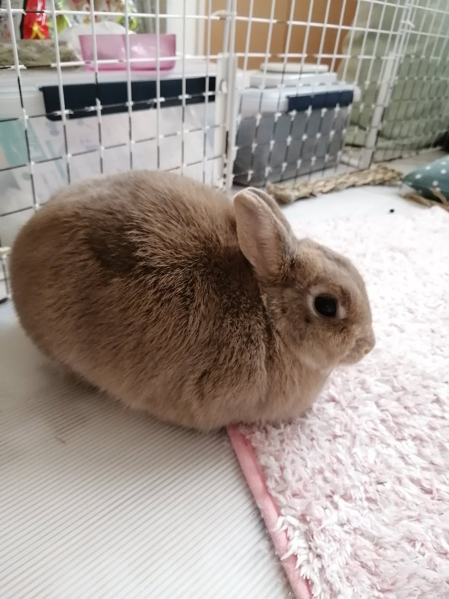 今日のしふぉんはハンバーグに似てました